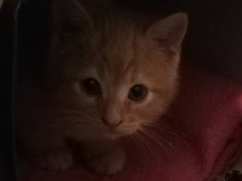 Adotta un gatto, maschio, 3 mesi, Parma