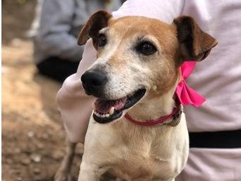 Adozione cane, femmina, Razza sconosciuta Razza sconosciuta, 2 anni e 11 mesi, taglia piccola, Latina