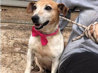 Adotta un cane, femmina, 2 anni e 11 mesi, Latina