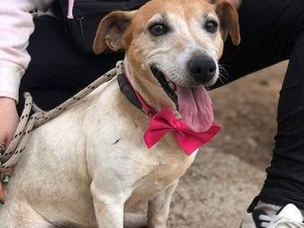 Adotta un cane, taglia piccola, femmina, Latina