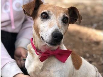 Vuoi adottare un cane a Latina?