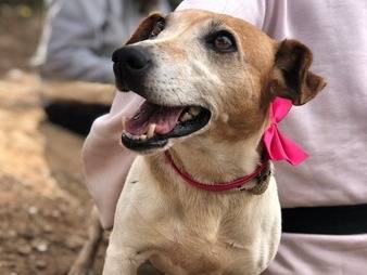 Adotta il cane Pimpa a Latina