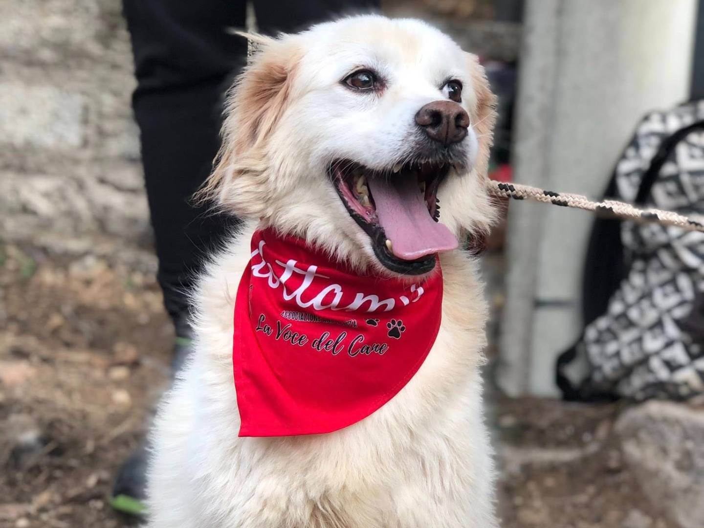 Adozione cane, femmina, Razza sconosciuta Razza sconosciuta, 7 anni e 8 mesi, taglia media, Latina