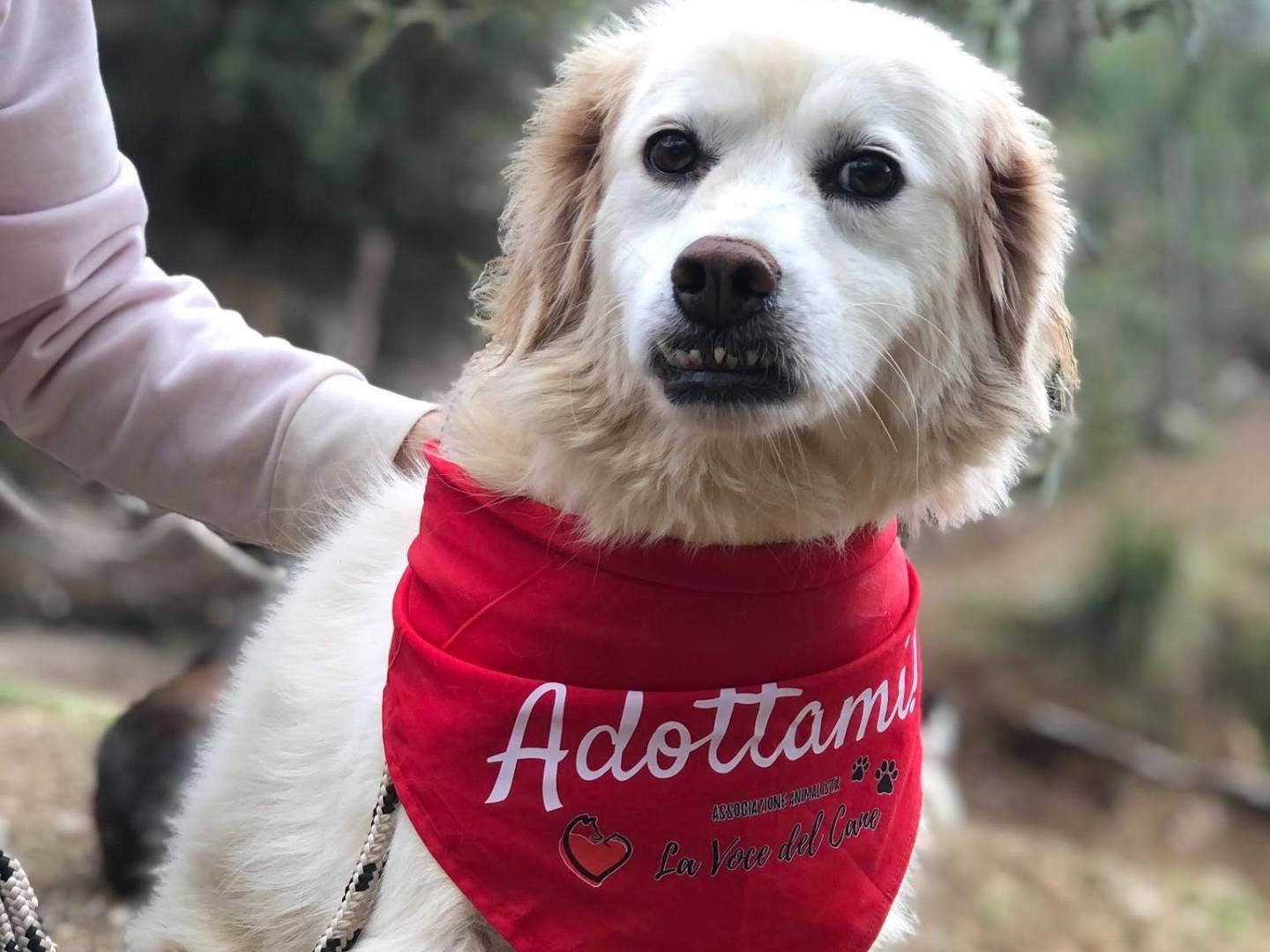 Adotta un cane, femmina, 7 anni e 8 mesi, Latina