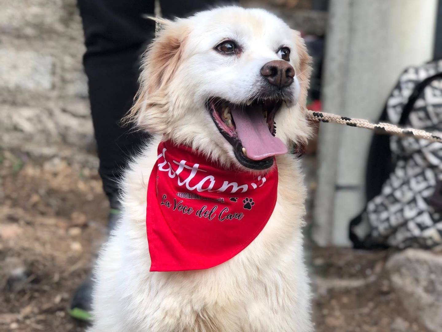 Adotta un cane, taglia media, femmina, Latina