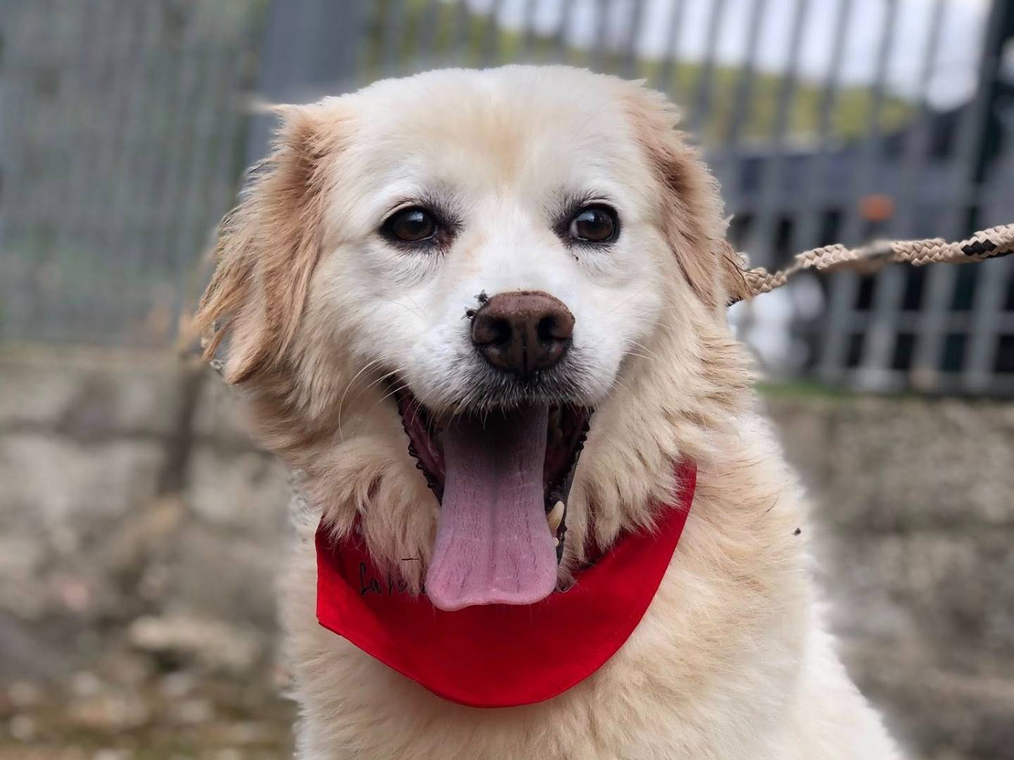 Vuoi adottare un cane a Latina?