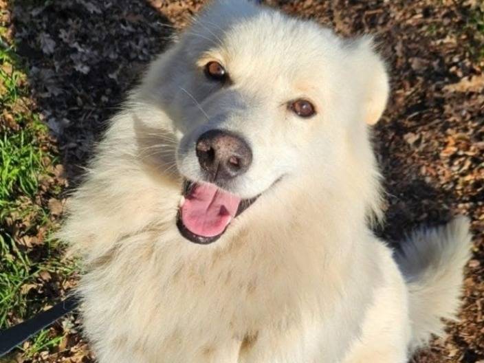 Adozione cane, maschio, Razza sconosciuta Razza sconosciuta, 4 anni e 4 mesi, taglia media, Novara