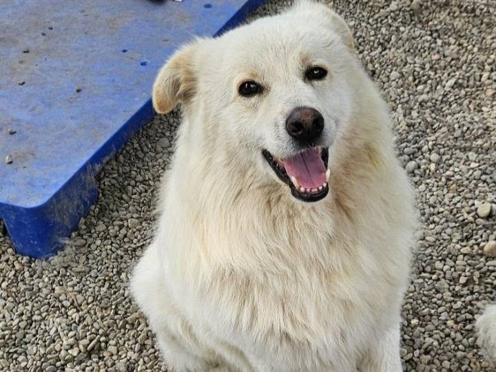 Adotta un cane, maschio, 4 anni e 4 mesi, Novara
