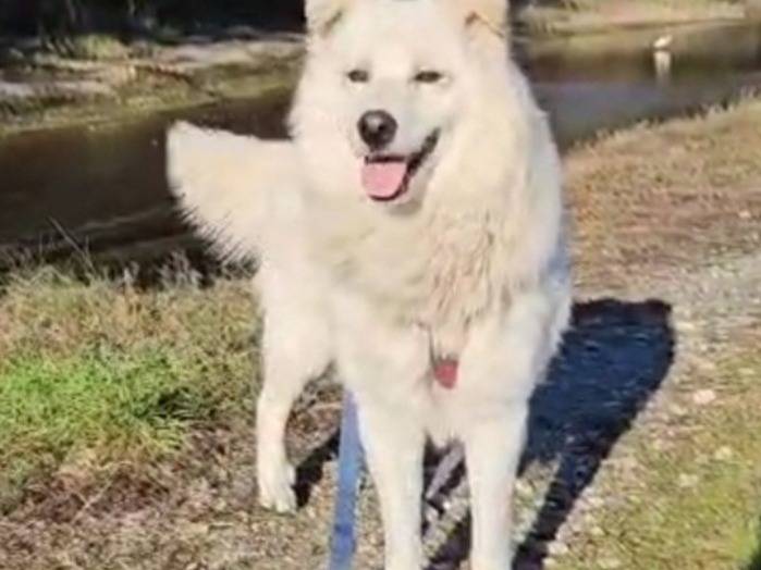 Adotta un cane, taglia media, maschio, Novara