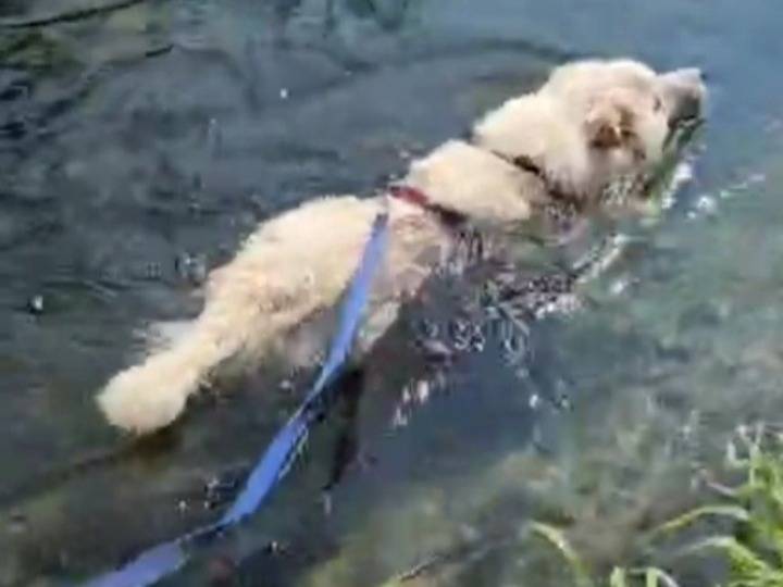 Adotta il cane Bubu a Novara