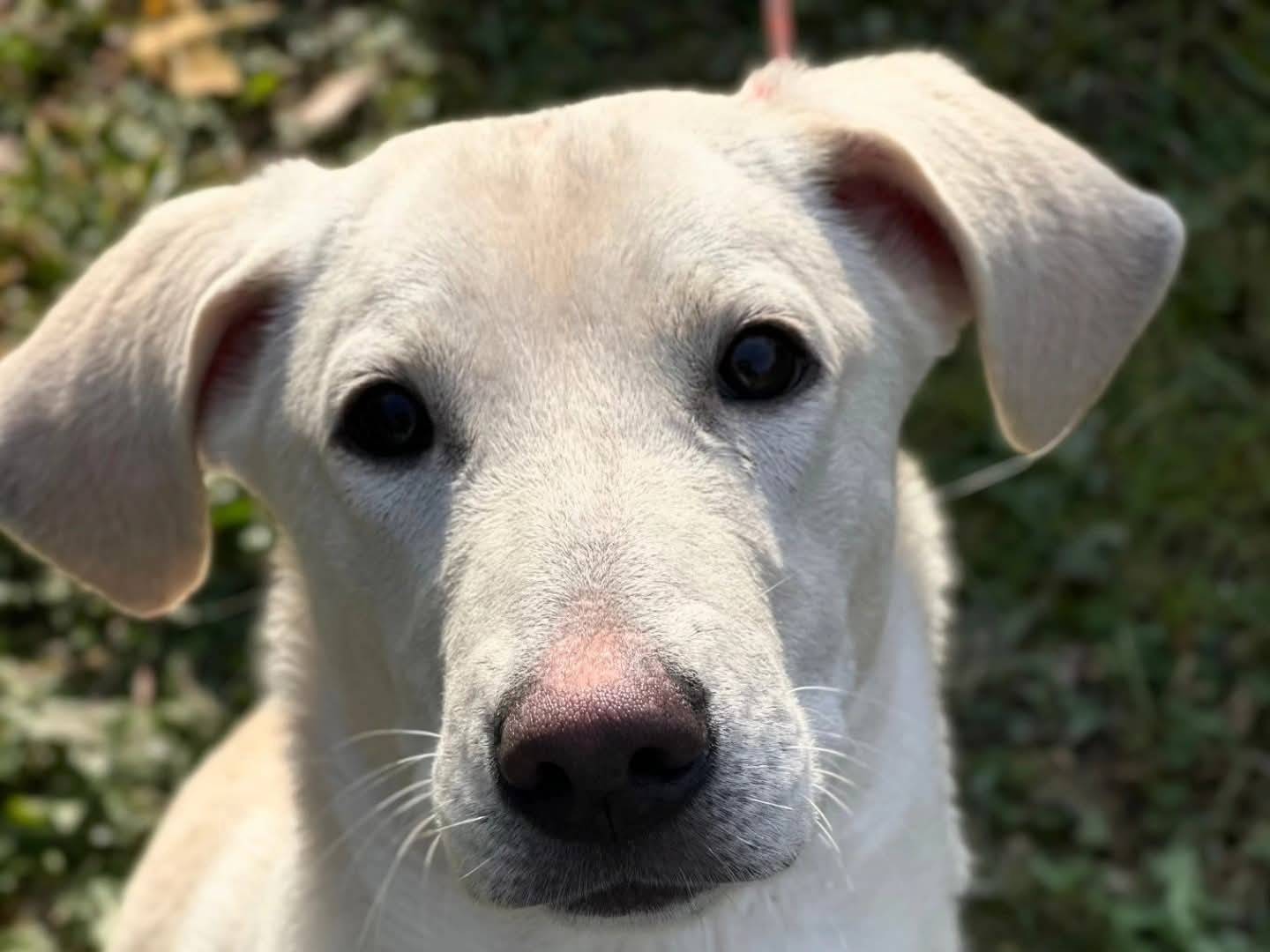 Adotta un cane, maschio, 10 mesi, Torino