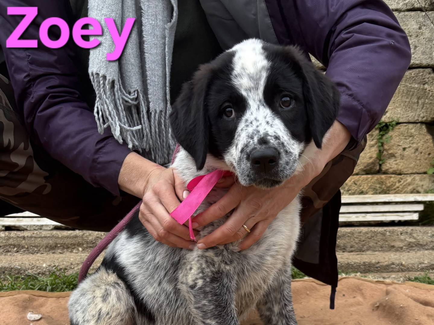 Adozione cane, femmina, Razza sconosciuta Razza sconosciuta, 2 mesi, taglia grande, Taranto