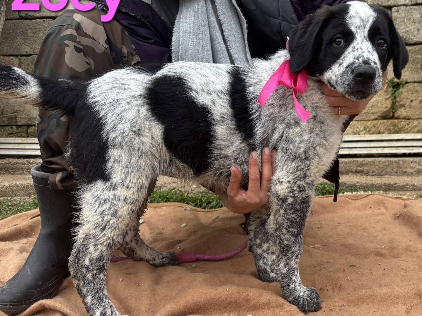 Adotta un cane, femmina, 2 mesi, Taranto