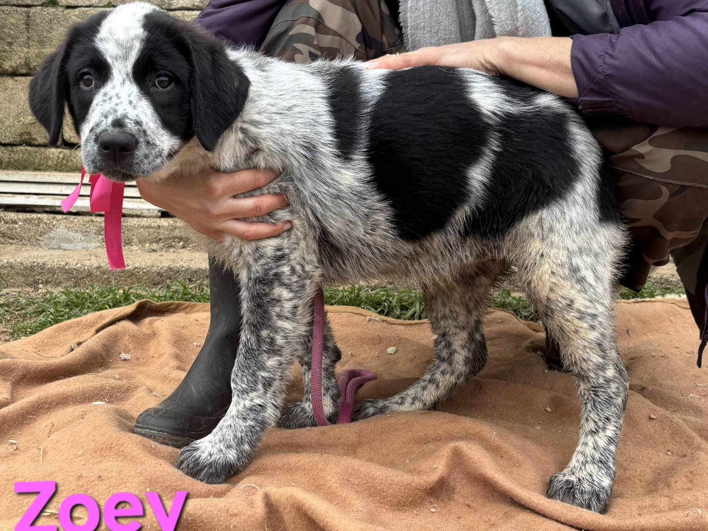 Adotta un cane, taglia grande, femmina, Taranto