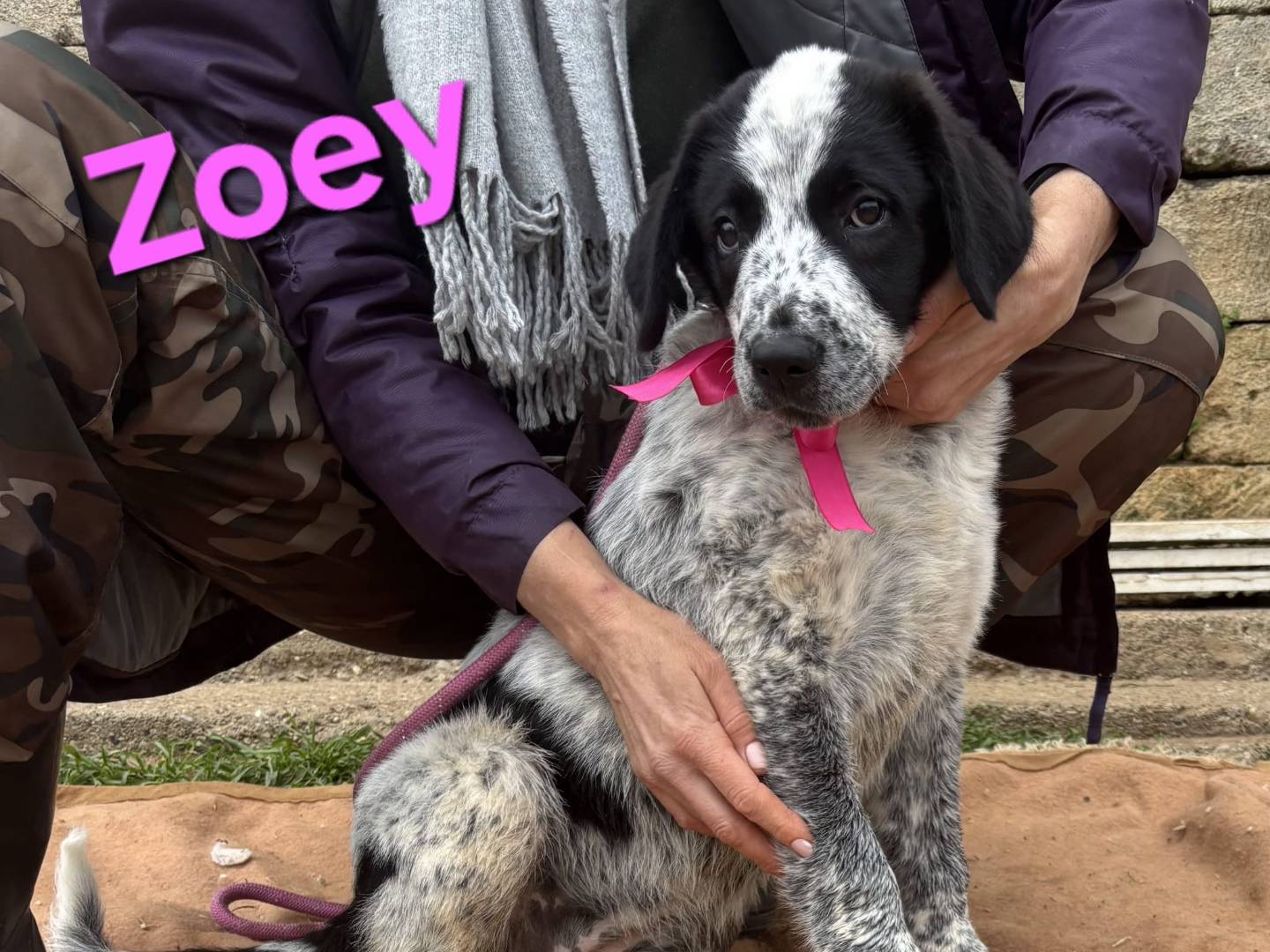 Vuoi adottare un cane a Taranto?