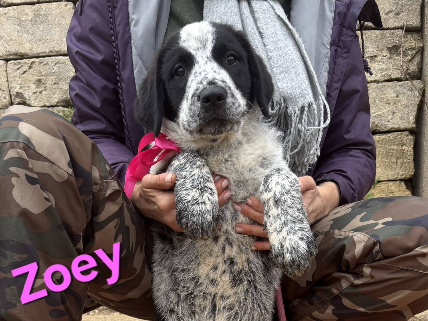 Adotta il cane Zoey a Taranto