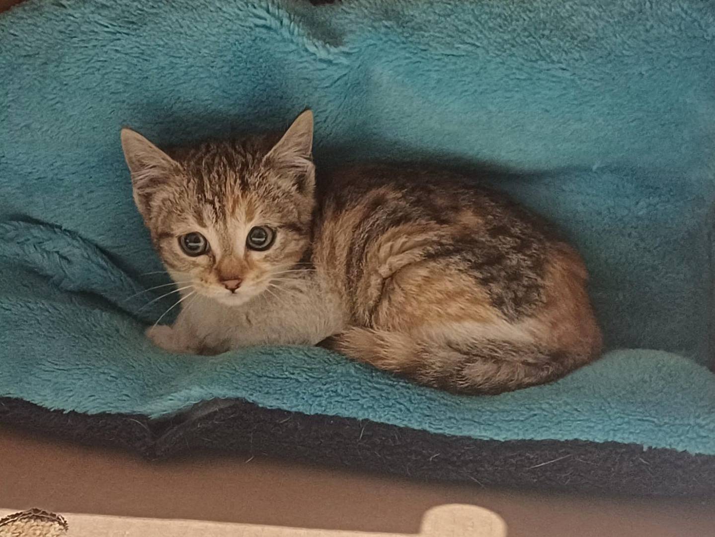 Adozione gatto, femmina, Razza sconosciuta Razza sconosciuta, 2 mesi, taglia non valida, Napoli
