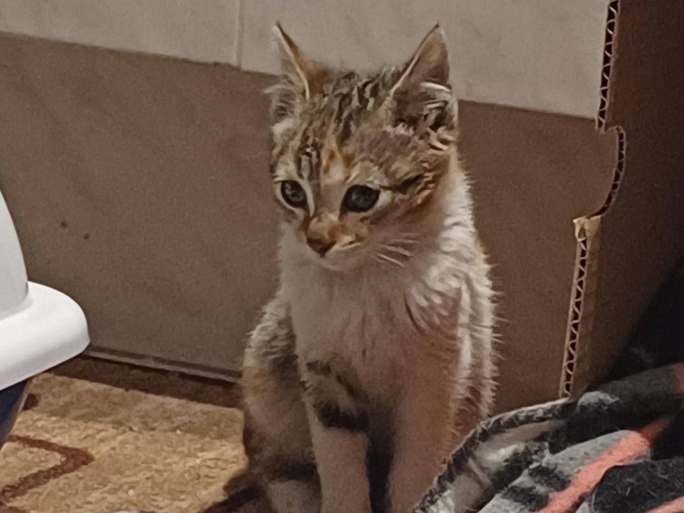 Adotta un gatto, femmina, 2 mesi, Napoli