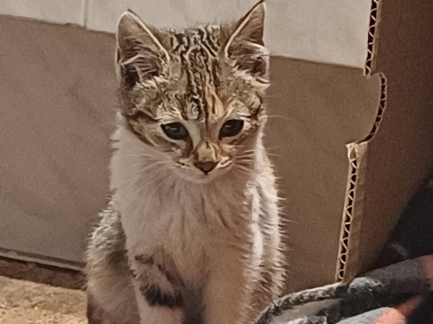 Adotta un gatto, taglia non valida, femmina, Napoli