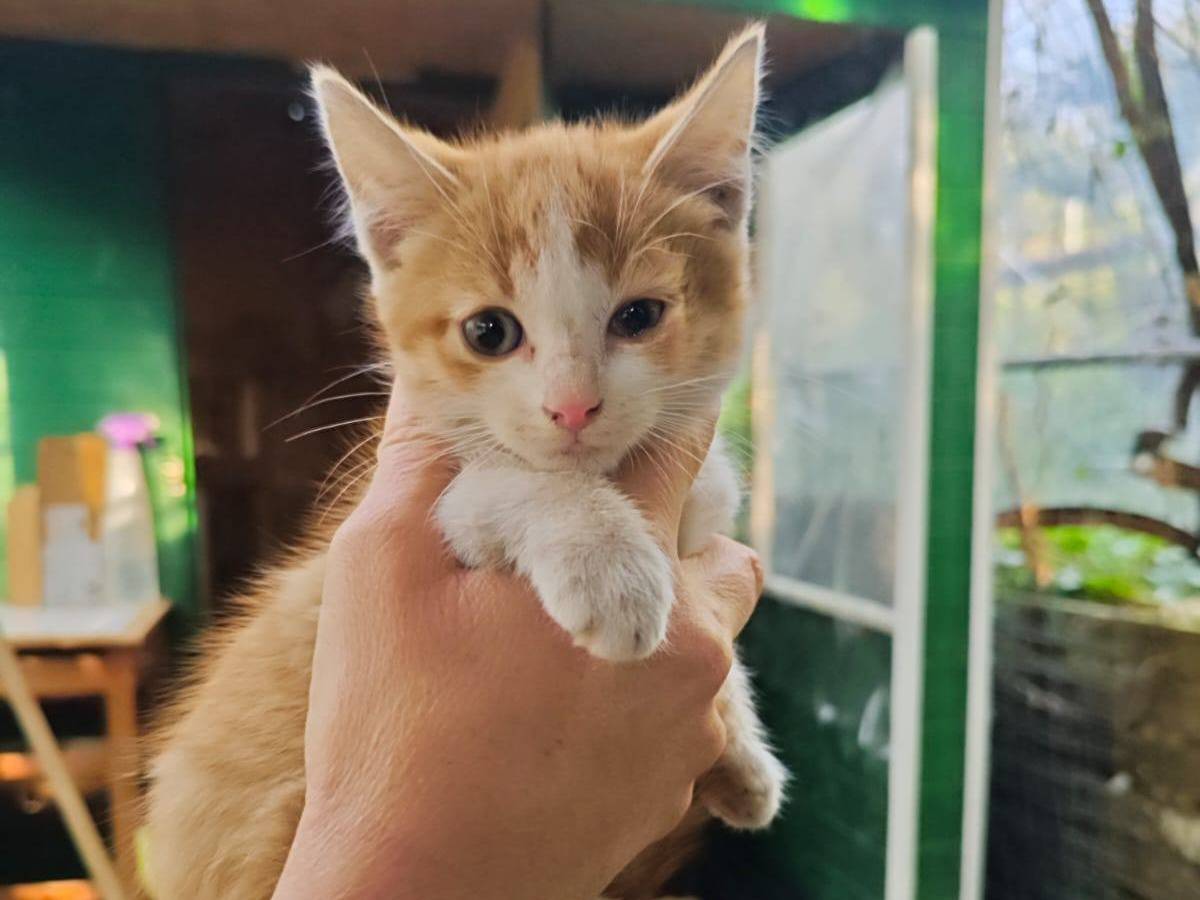 Adozione gatto, femmina, Razza sconosciuta Razza sconosciuta, 2 mesi, taglia non valida, Napoli