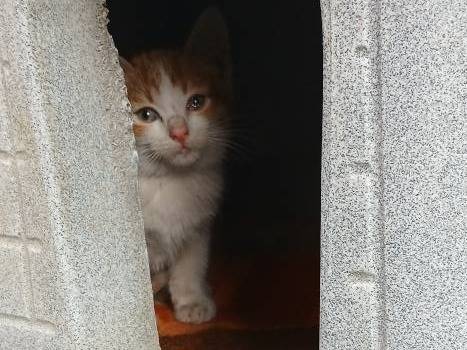 Adotta un gatto, femmina, 2 mesi, Napoli