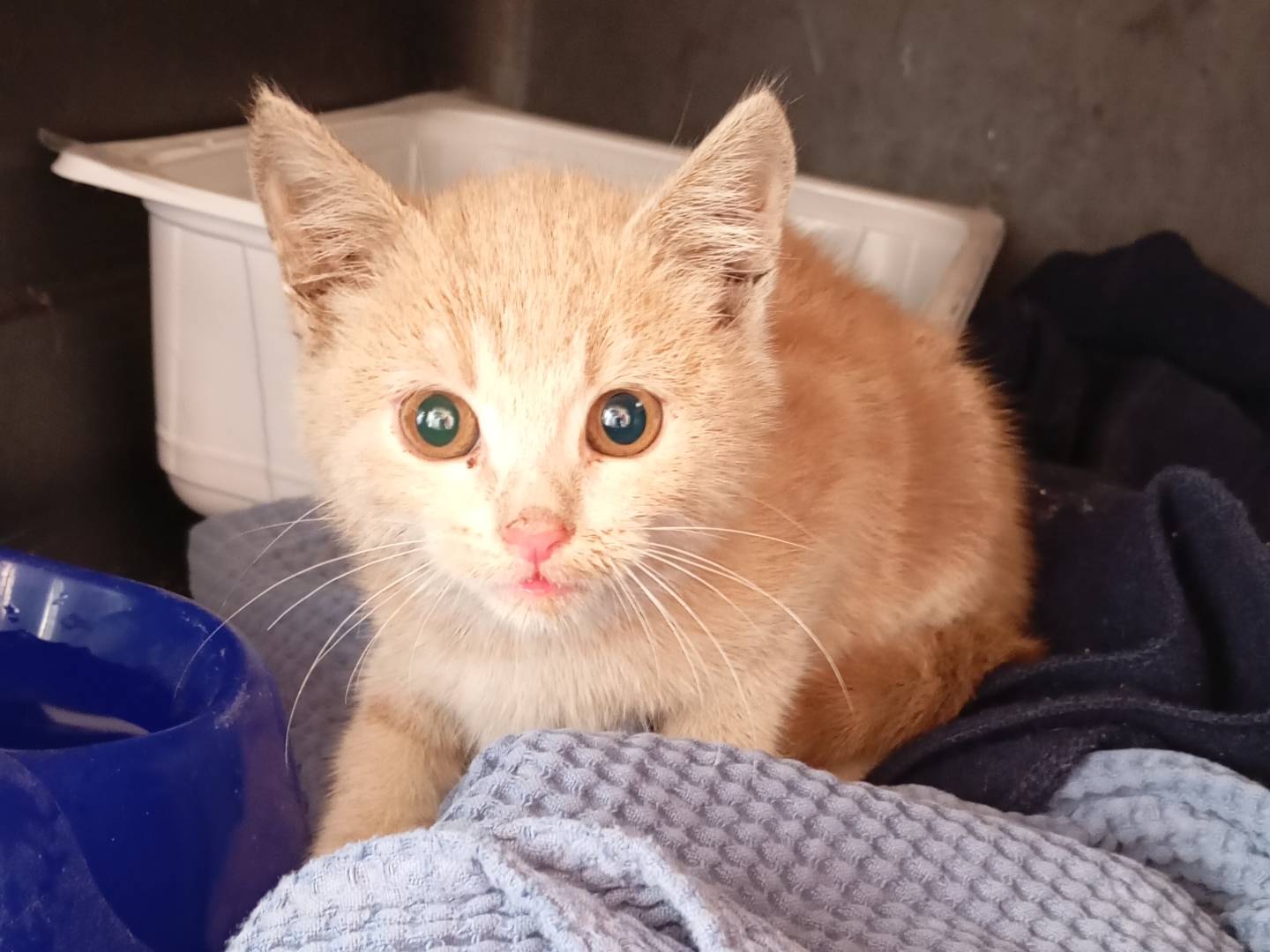 Adozione gatto, maschio, Razza sconosciuta Razza sconosciuta, 3 mesi, taglia non valida, Latina