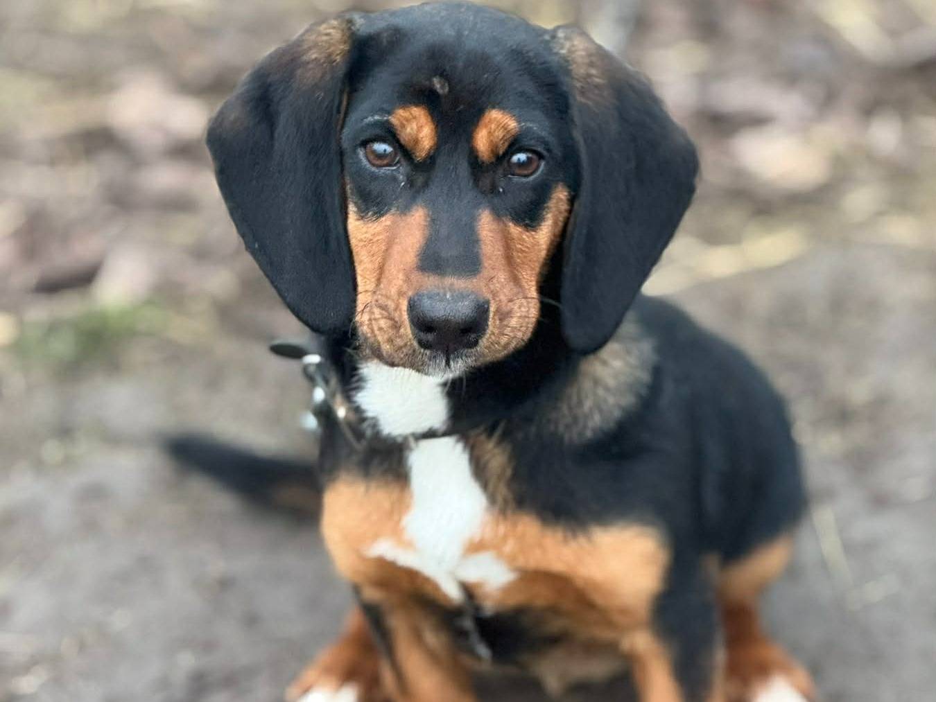 Adozione cane, maschio, Razza sconosciuta Razza sconosciuta, 6 mesi, taglia media contenuta, Firenze