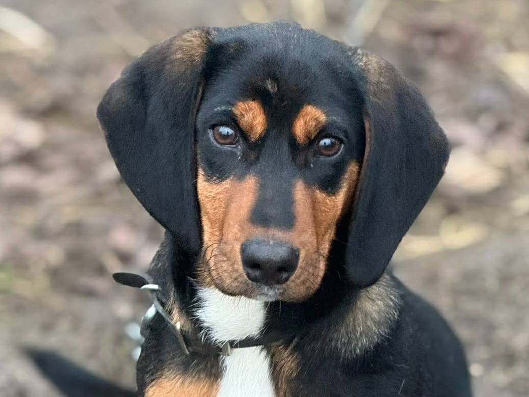 Adotta un cane, maschio, 6 mesi, Firenze