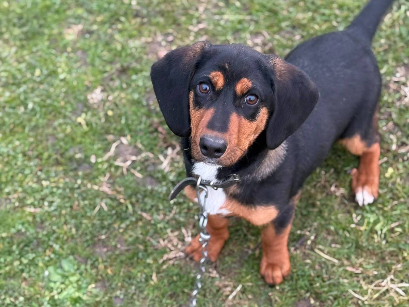 Adotta un cane, taglia media contenuta, maschio, Firenze