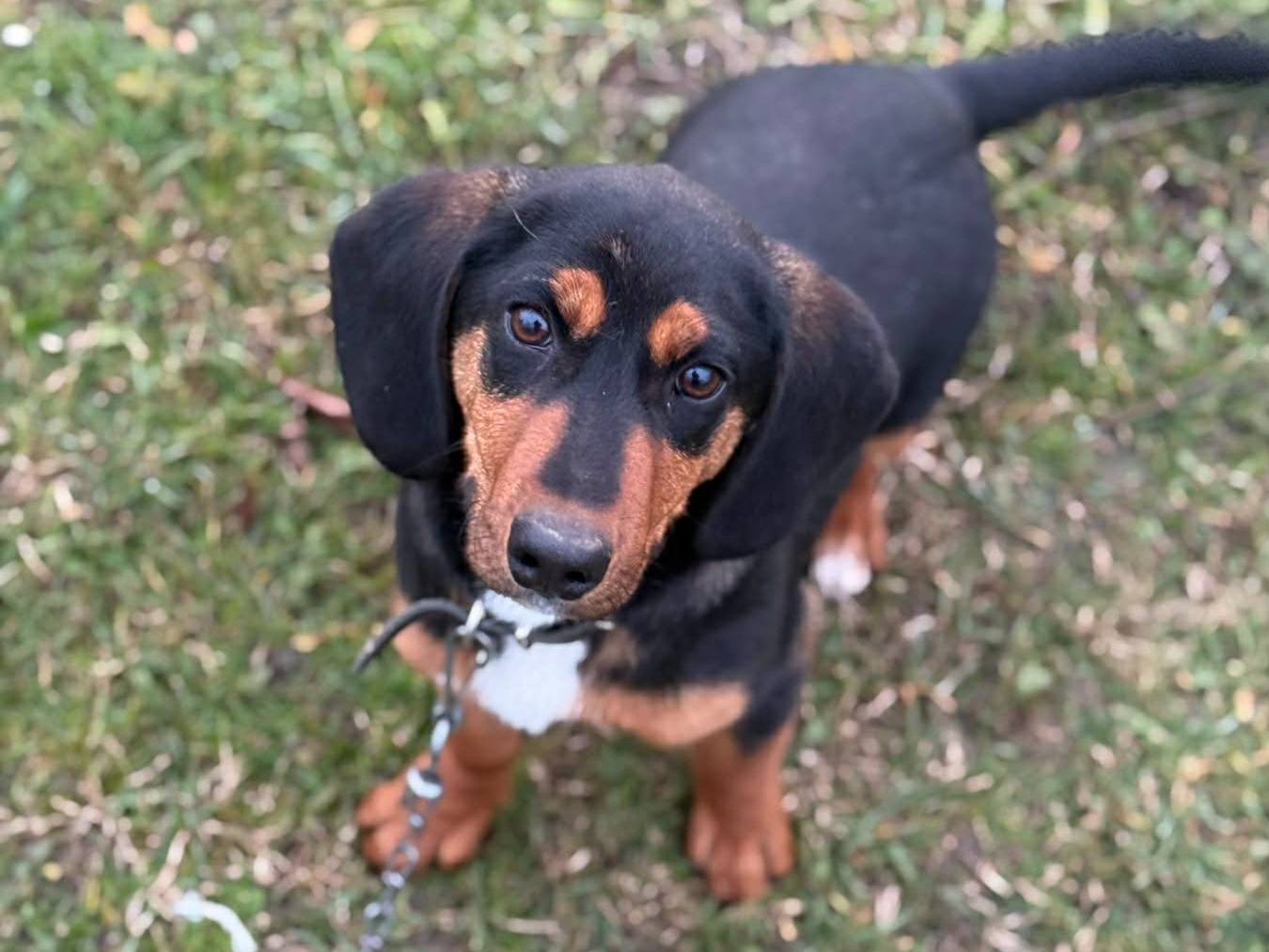 Vuoi adottare un cane a Firenze?