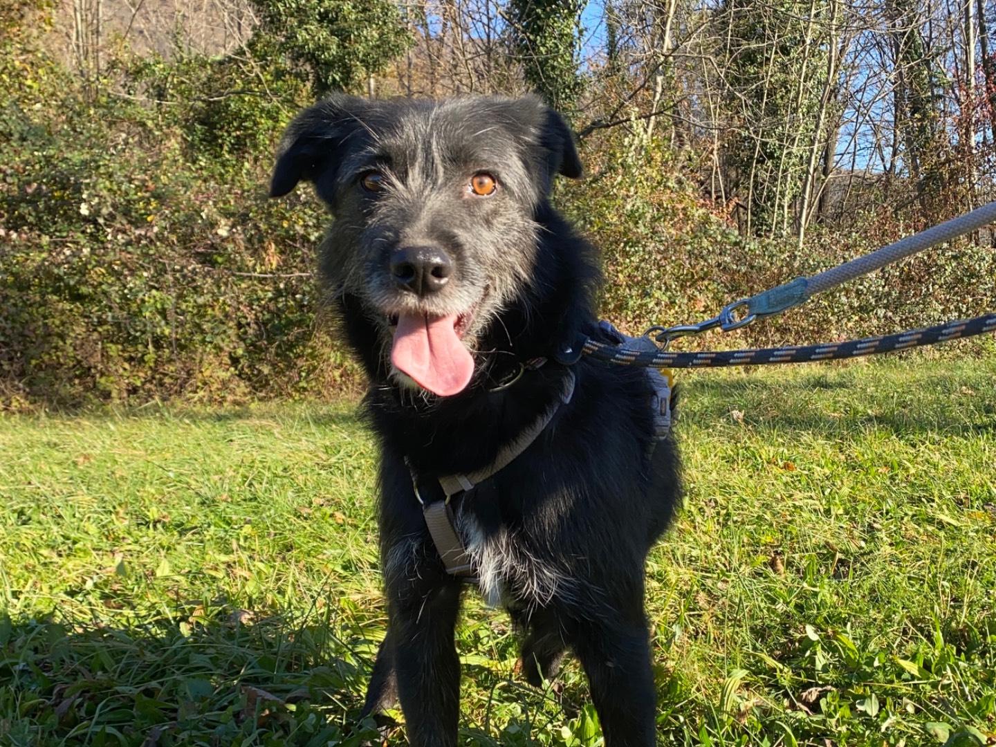 Adozione cane, femmina, Spinone Razza sconosciuta, 3 anni e 4 mesi, taglia media, Varese