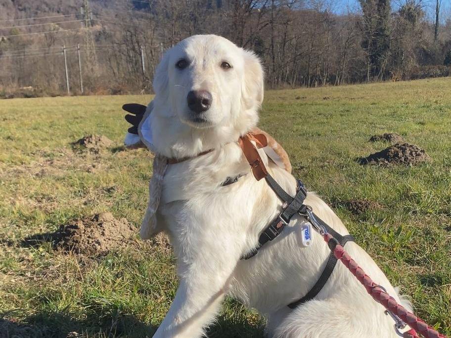 Adotta un cane, femmina, 6 mesi, Varese