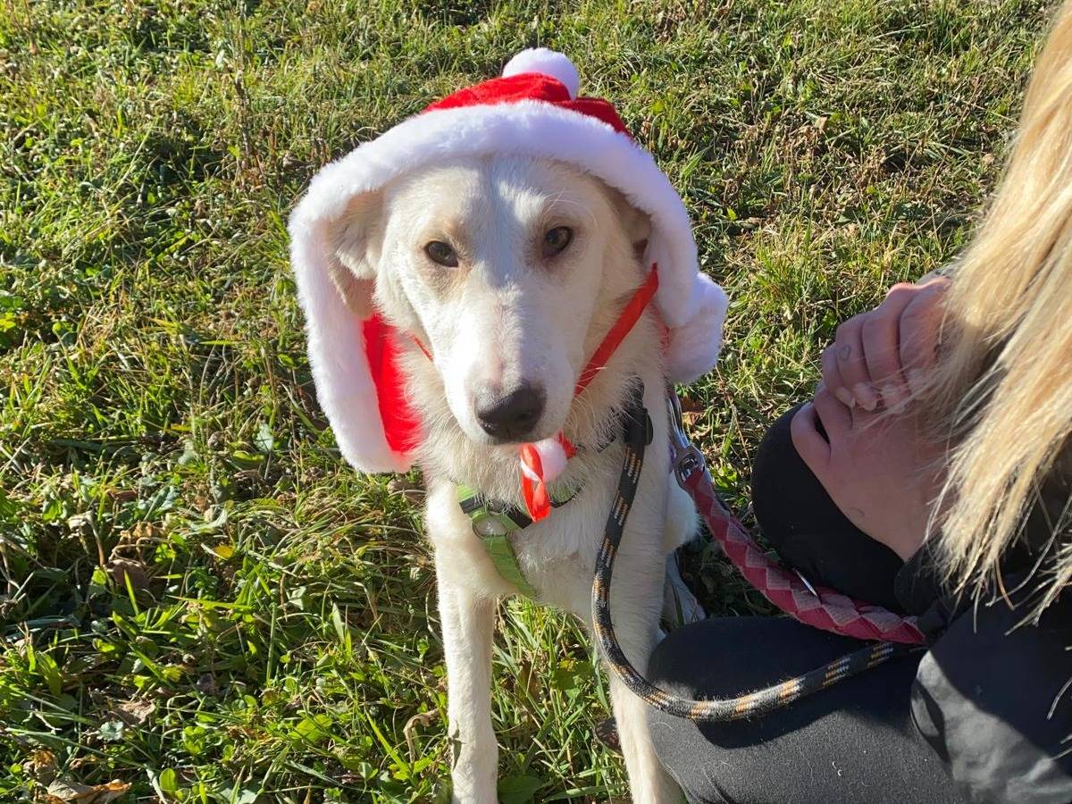 Adozione cane, femmina, Razza sconosciuta Razza sconosciuta, 8 mesi, taglia media, Varese