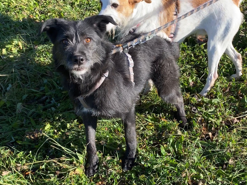 Adotta un cane, femmina, 3 anni e 4 mesi, Varese