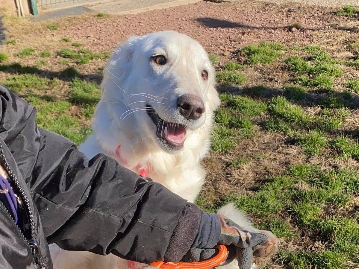 Adozione cane, femmina, Pastore maremmano Razza sconosciuta, 6 mesi, taglia media, Varese