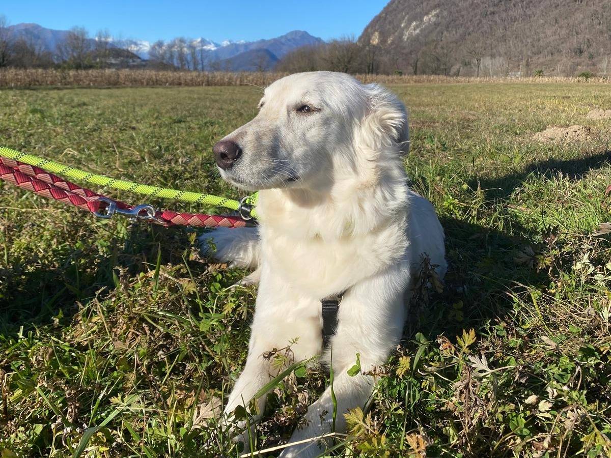 Adotta un cane, taglia media, femmina, Varese
