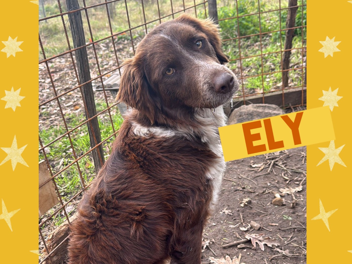 Adozione cane, maschio, Razza sconosciuta Razza sconosciuta, 1 anno e 6 mesi, taglia media, Catanzaro