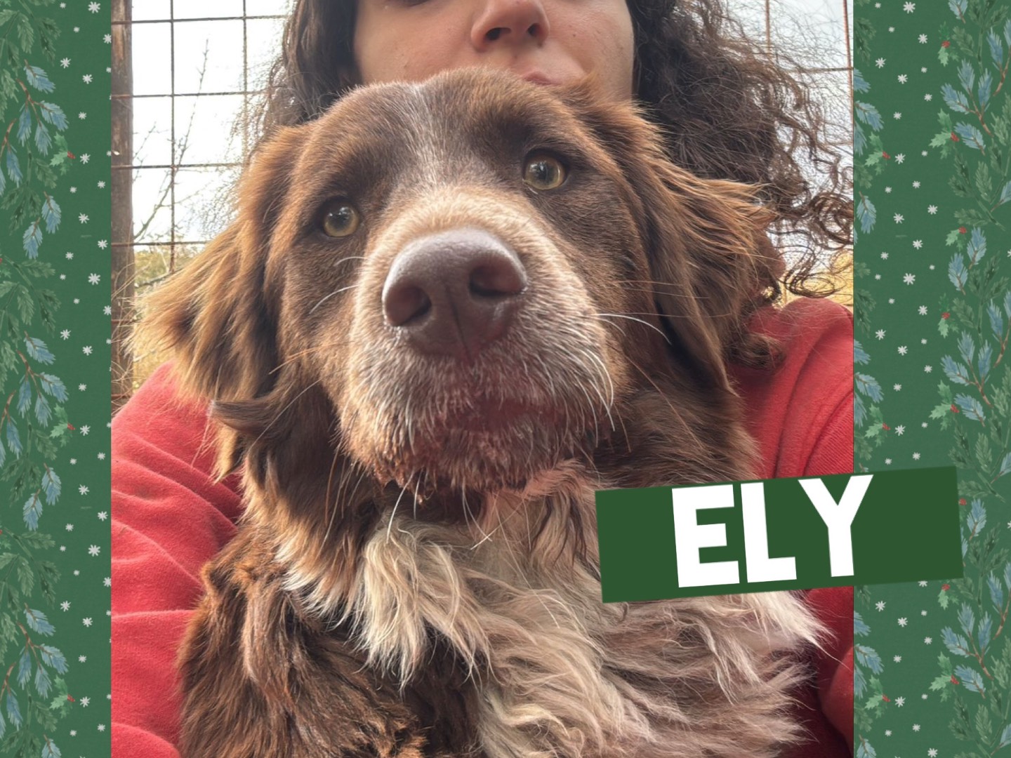 Adotta un cane, maschio, 1 anno e 6 mesi, Catanzaro