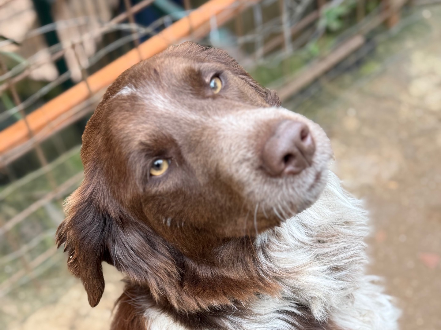 Adotta un cane, taglia media, maschio, Catanzaro
