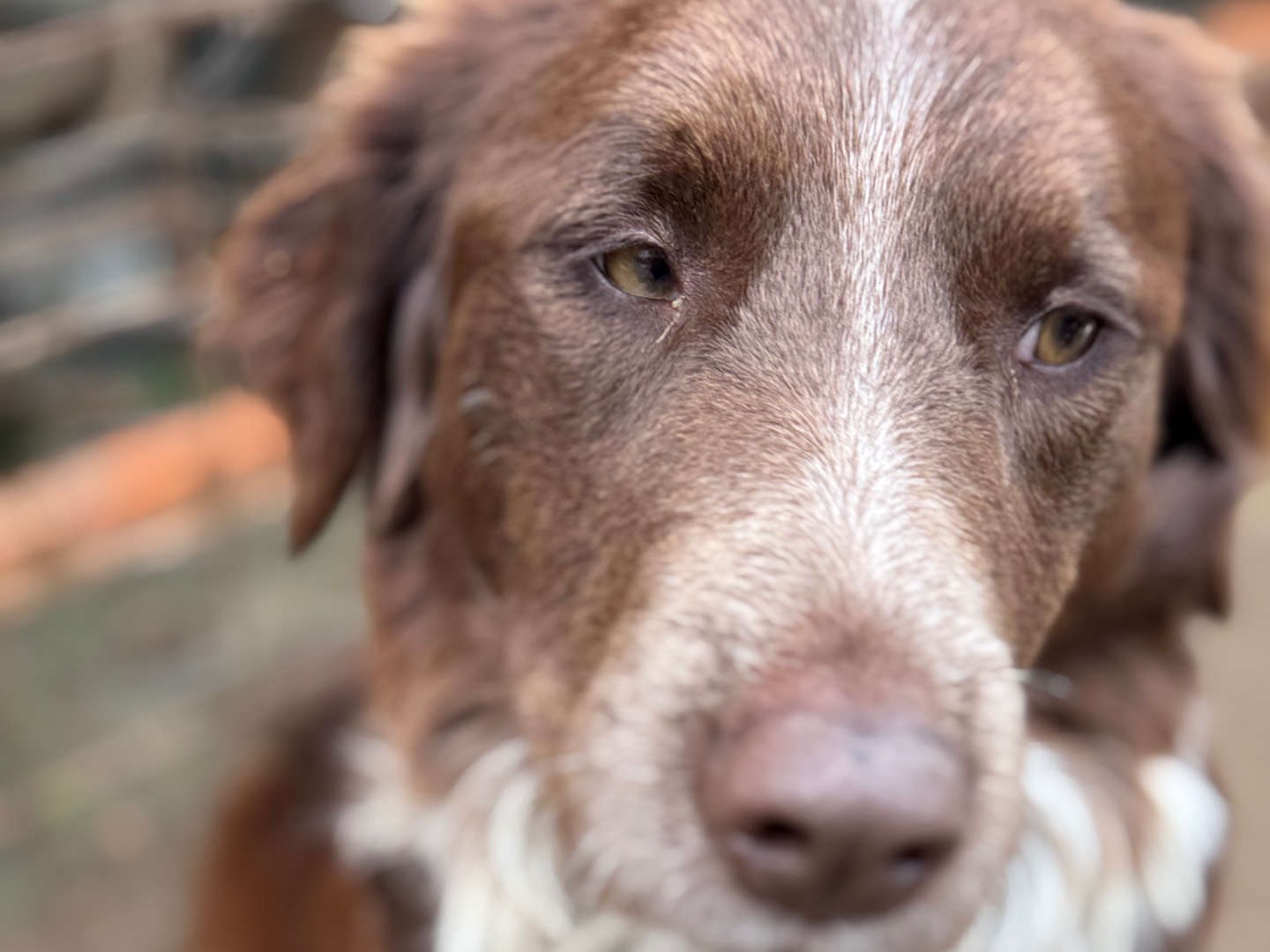 Vuoi adottare un cane a Catanzaro?