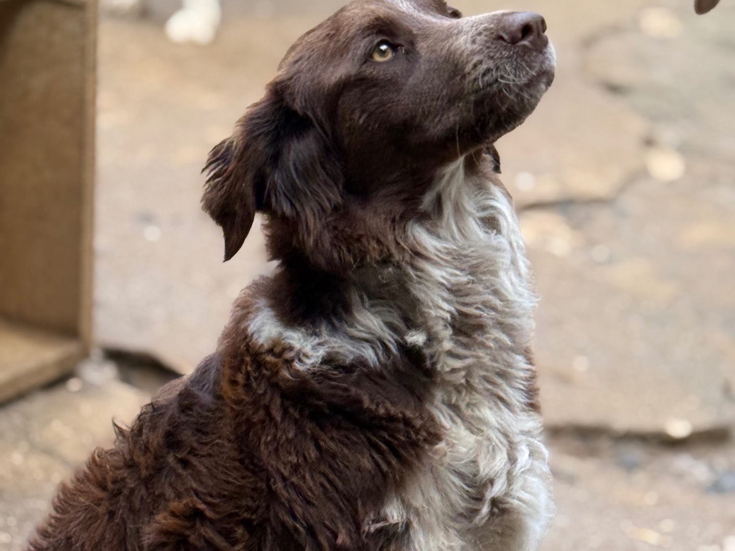 Adotta il cane Ely a Catanzaro