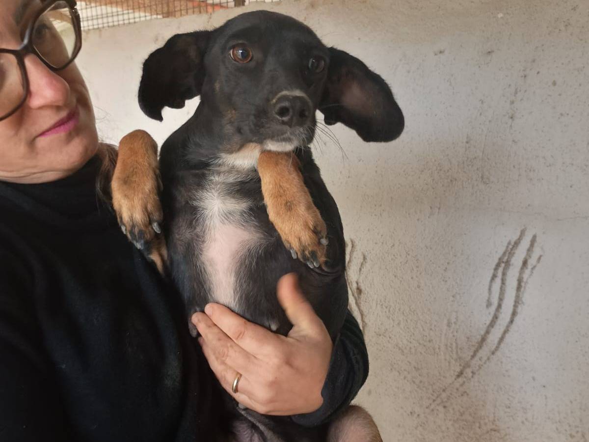 Adozione cane, femmina, Razza sconosciuta Razza sconosciuta, 1 anno e 11 mesi, taglia piccola, Caserta