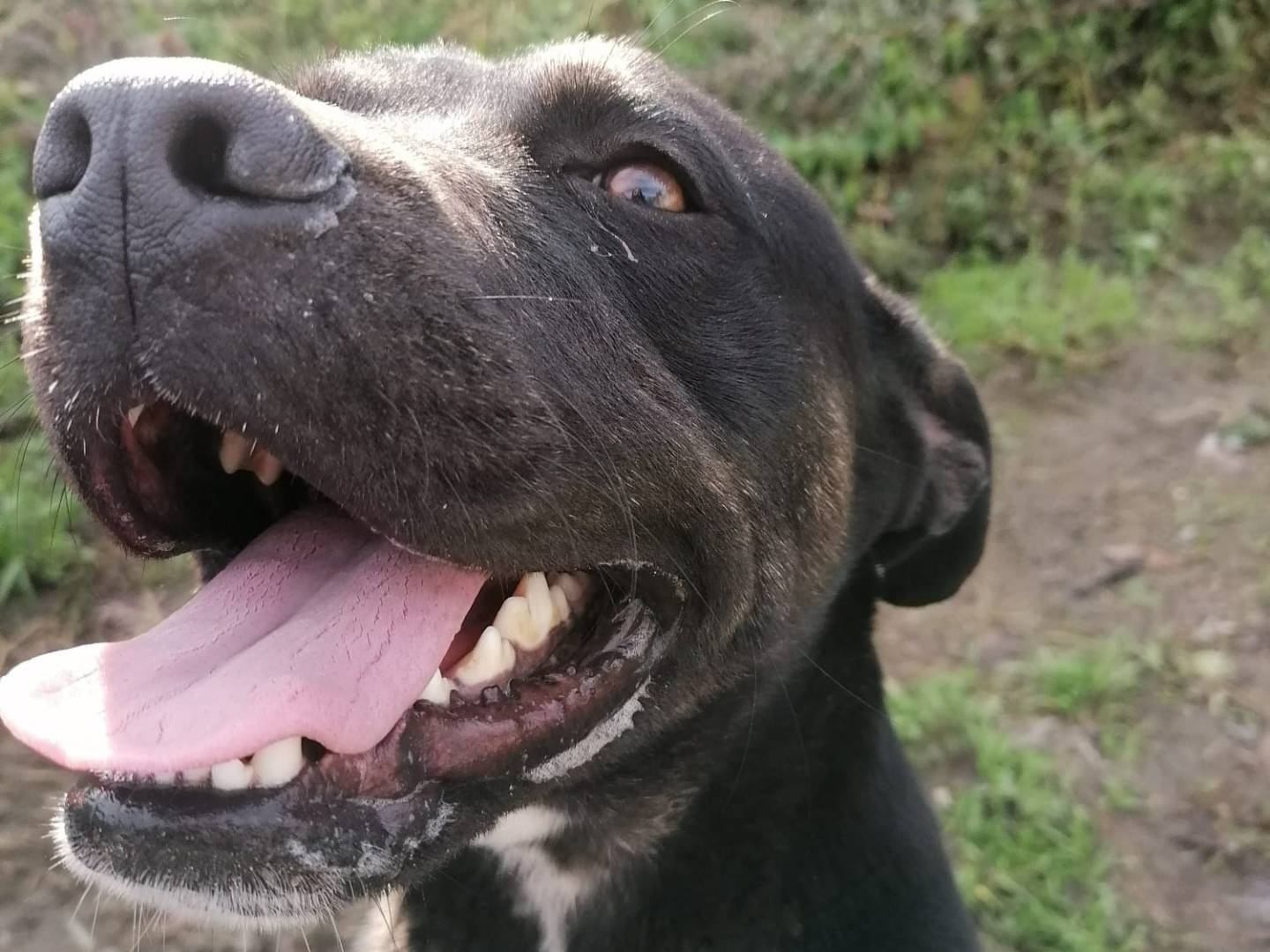 Adozione cane, maschio, Pitbull Amstaff, 2 anni e 1 mese, taglia media, Napoli