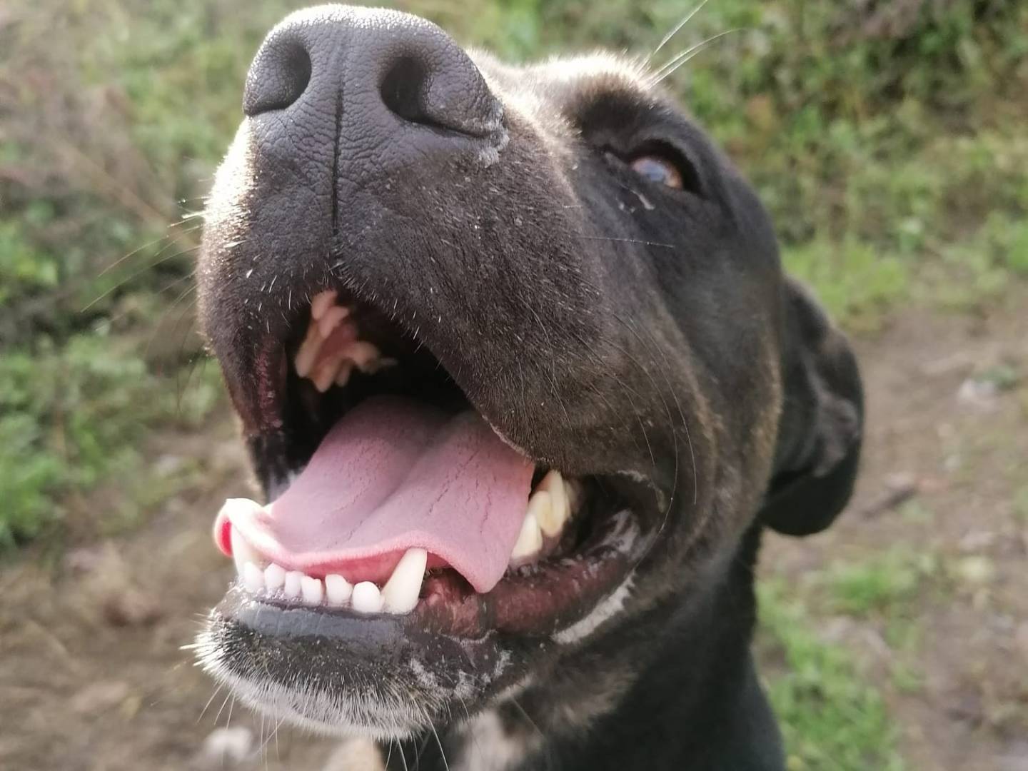 Adotta un cane, maschio, 2 anni e 1 mese, Napoli