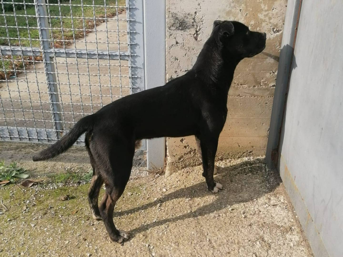 Adotta un cane, taglia media, maschio, Napoli