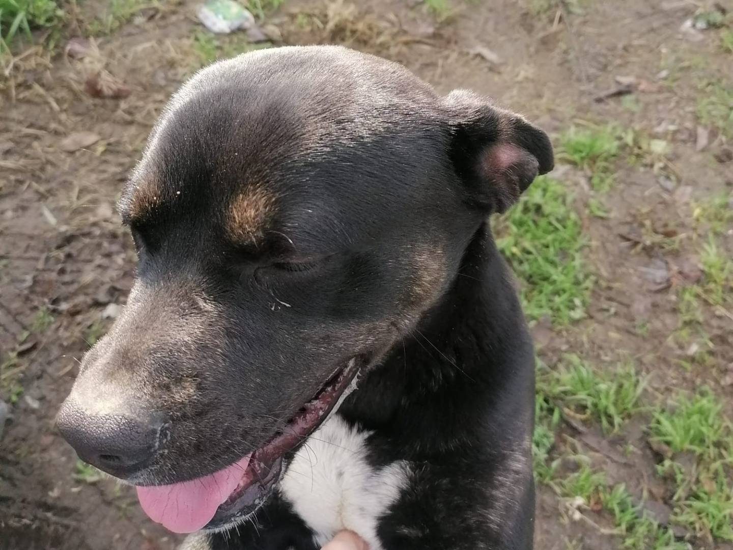 Vuoi adottare un cane a Napoli?