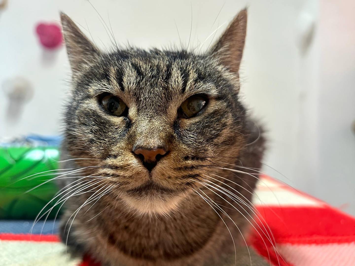 Adozione gatto, maschio, Razza sconosciuta Razza sconosciuta, 9 anni e 7 mesi, taglia non valida, Viterbo