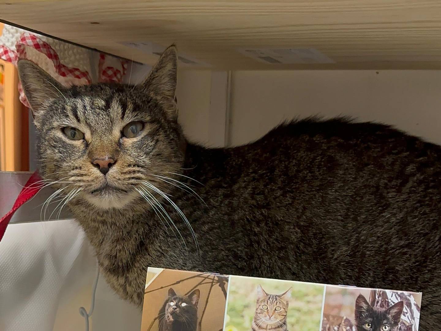 Adotta un gatto, maschio, 9 anni e 7 mesi, Viterbo