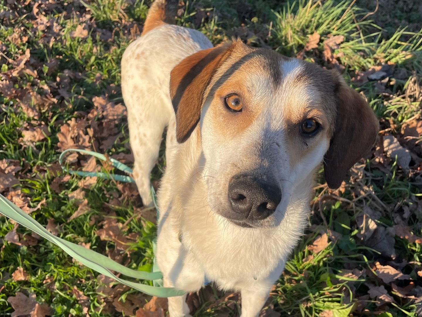 Adozione cane, maschio, Razza sconosciuta Razza sconosciuta, 1 anno e 3 mesi, taglia media, Milano