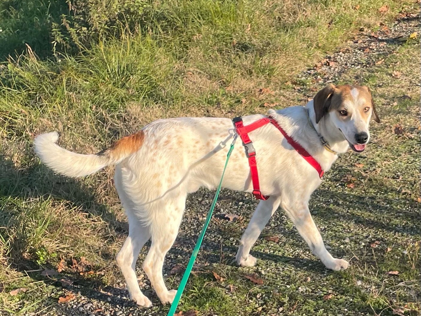 Adotta un cane, maschio, 1 anno e 3 mesi, Milano